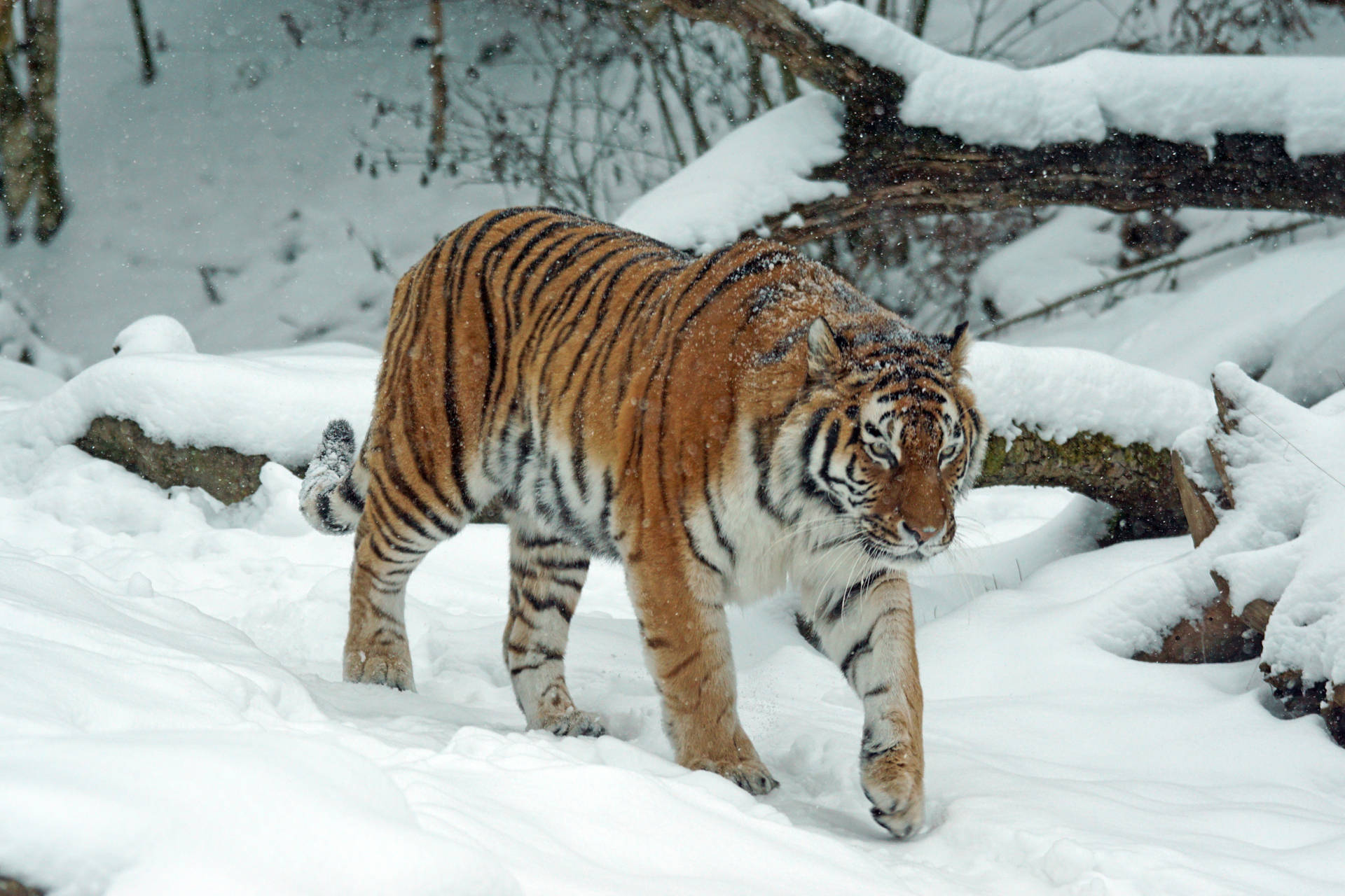 Minatory Wildlife Photography Siberian Tiger Hd Wallpaper