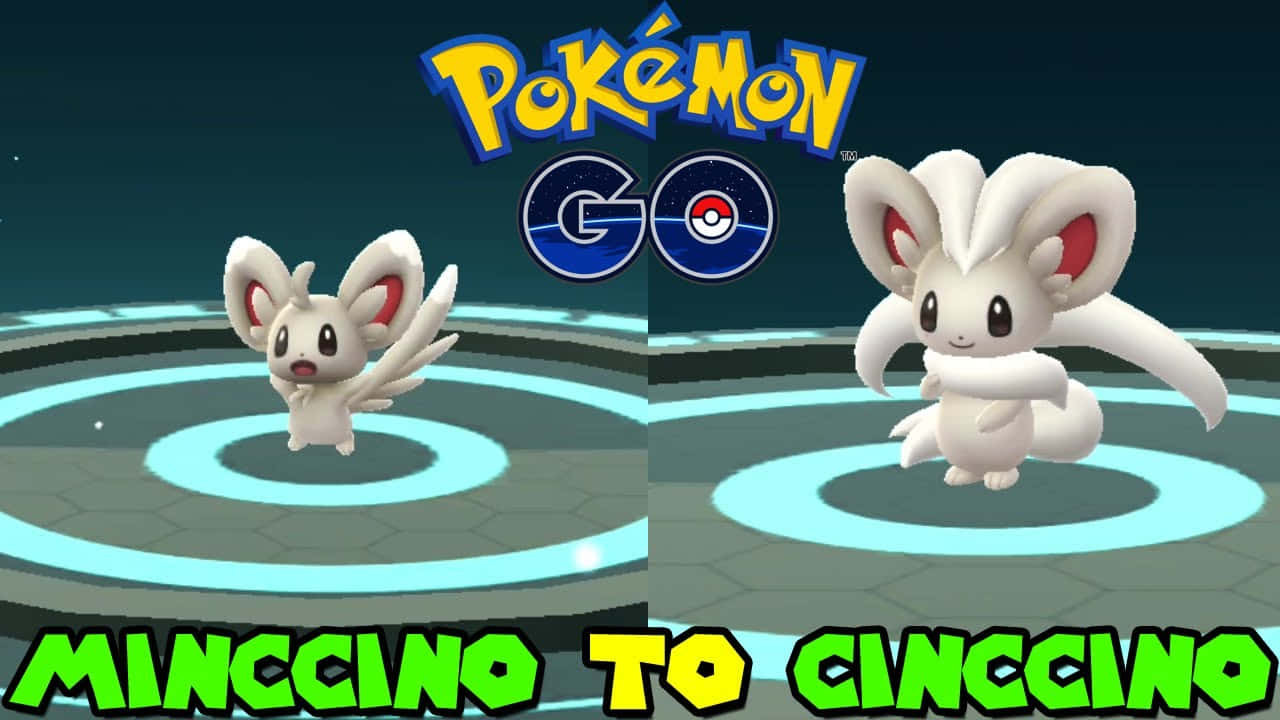 Minccino og Cinccino i Pokemon Go tapet Wallpaper