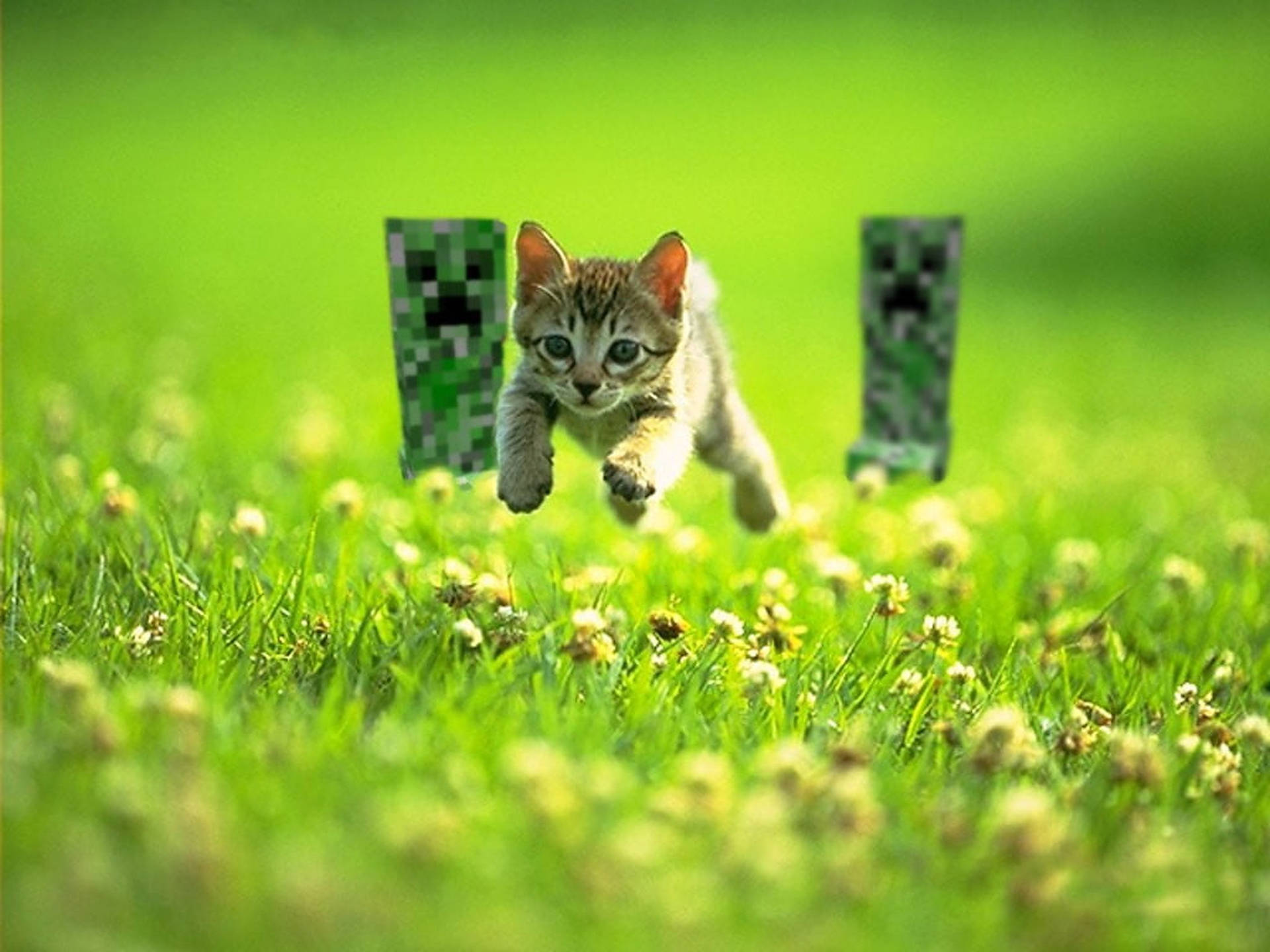 Minecraft Creepers With Cat Wallpaper