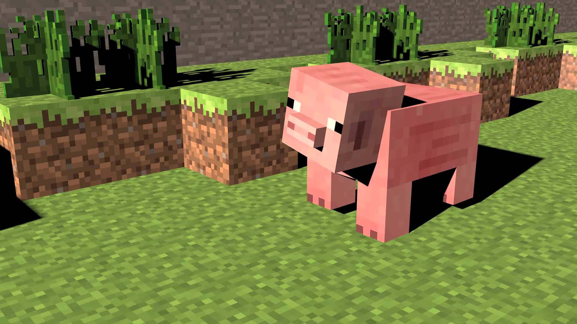 A Minecraft Pig, taking in its surroundings Wallpaper