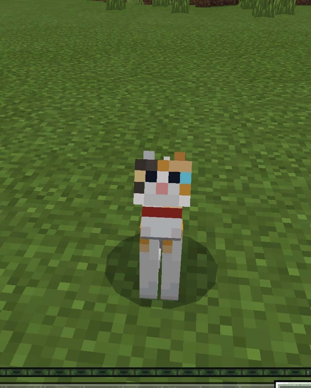 Cat Sitting On Dirt Minecraft Profile Picture