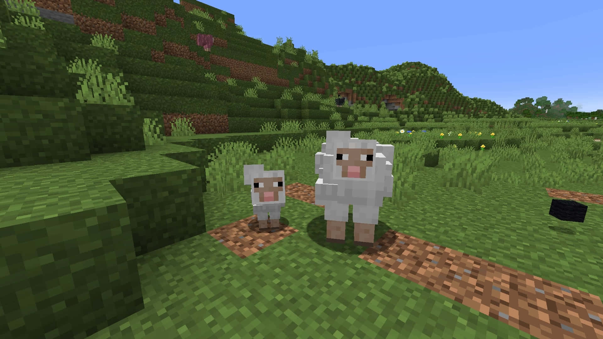 Minecraft sheep frolicking in the pixelated landscapes. Wallpaper