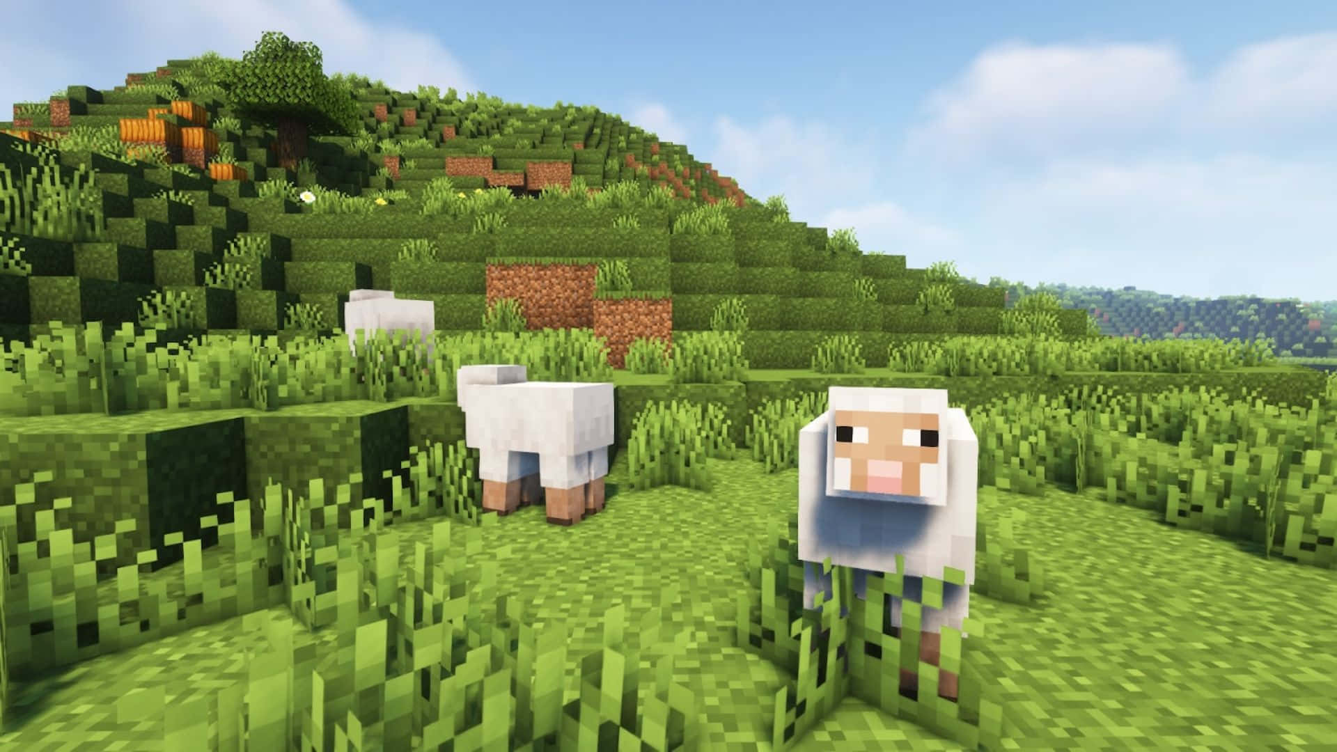 Minecraft Sheep Grazing in a Grassy Field Wallpaper