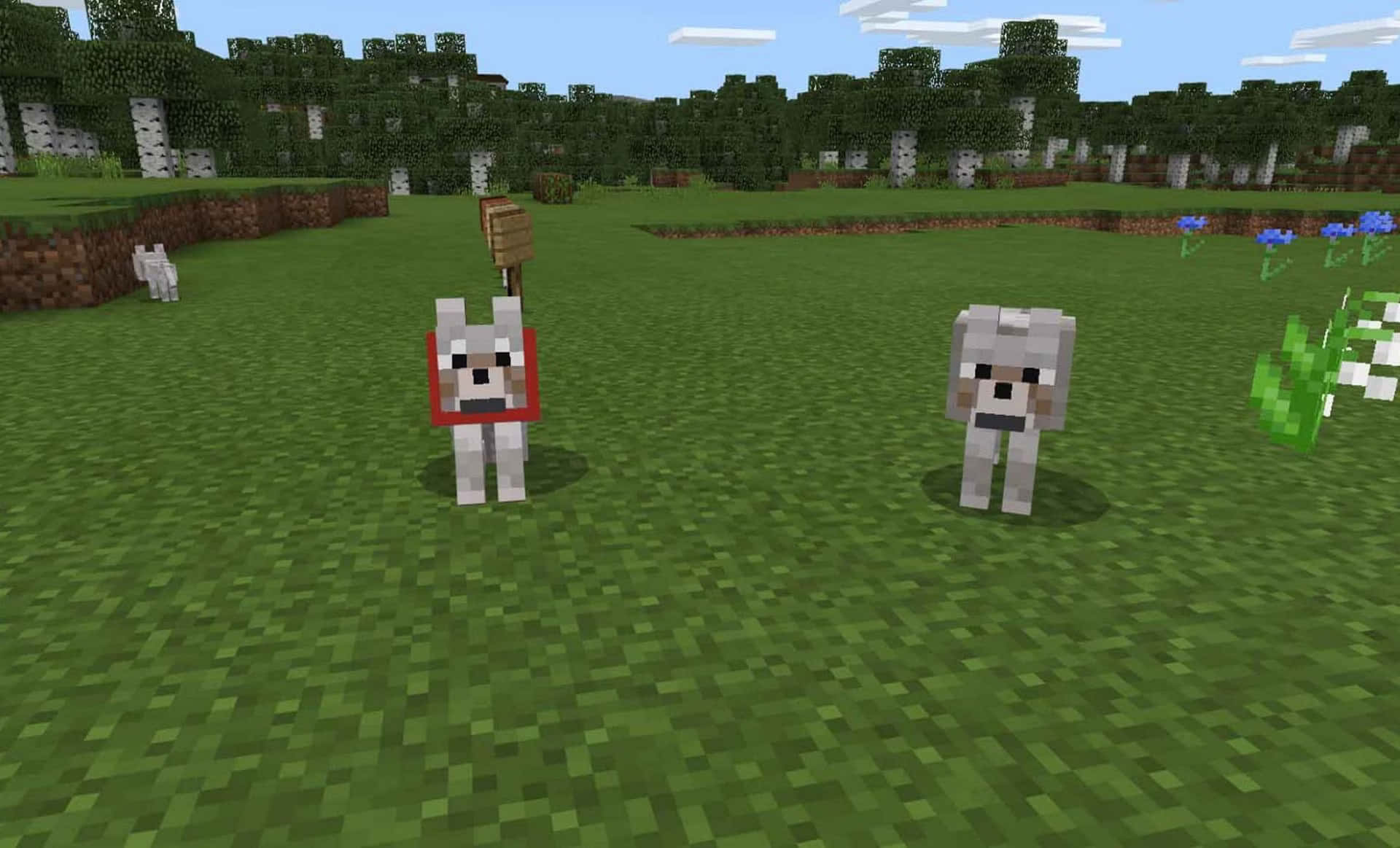 Bijschrift: Majestueuze Minecraft Wolf In Zijn Natuurlijke Habitat Achtergrond