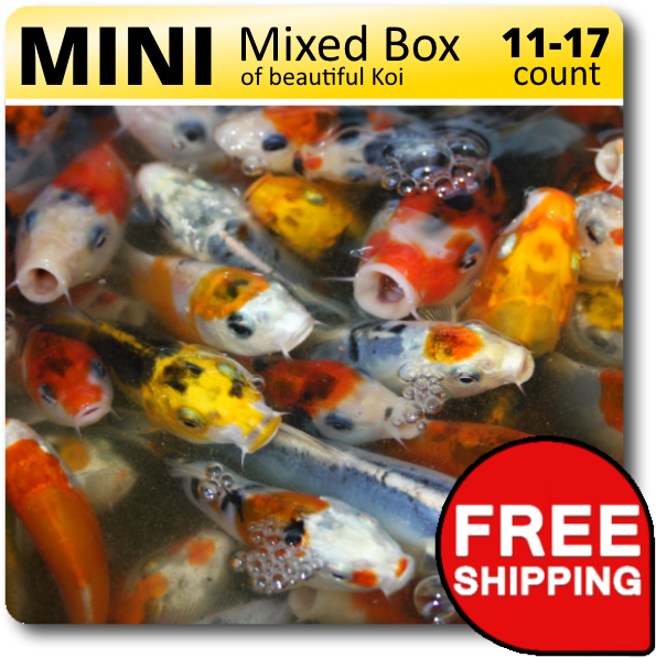 Download Mini Mixed Box Beautiful Koi Free Shipping | Wallpapers.com