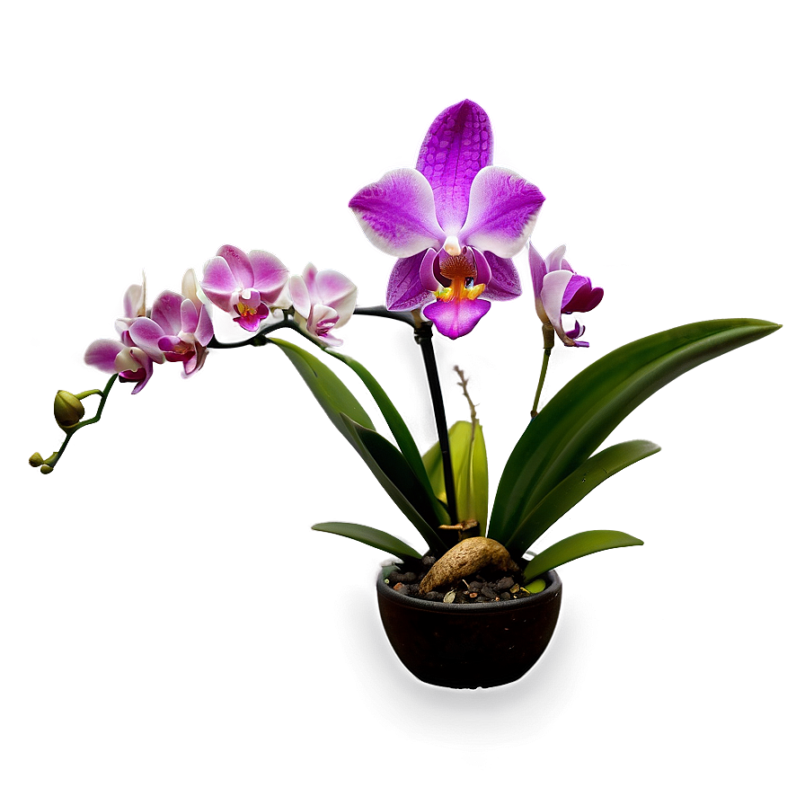 Mini Orchid Png Iqr57 PNG