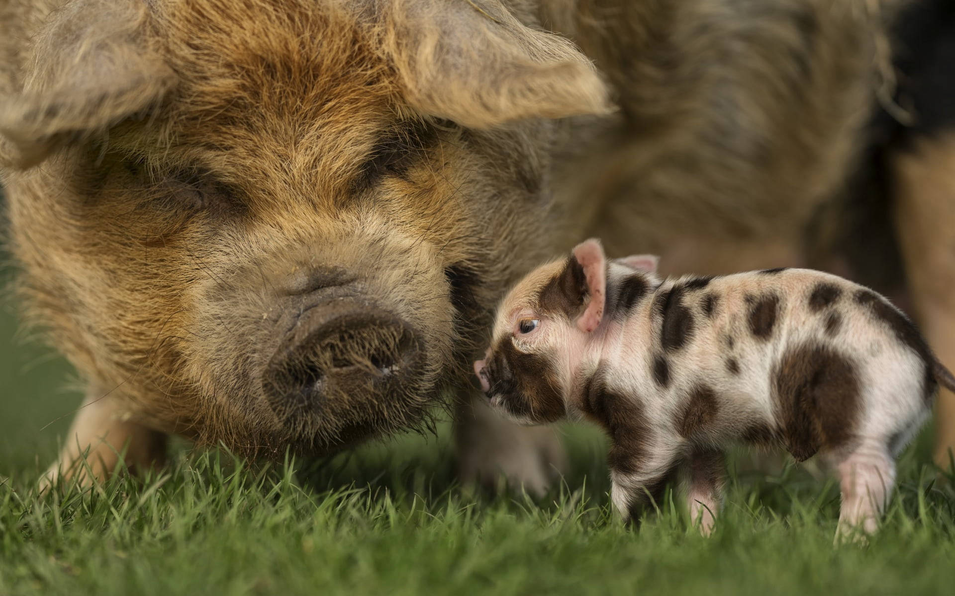 Mini Pig Animals On A Farm Field Wallpaper