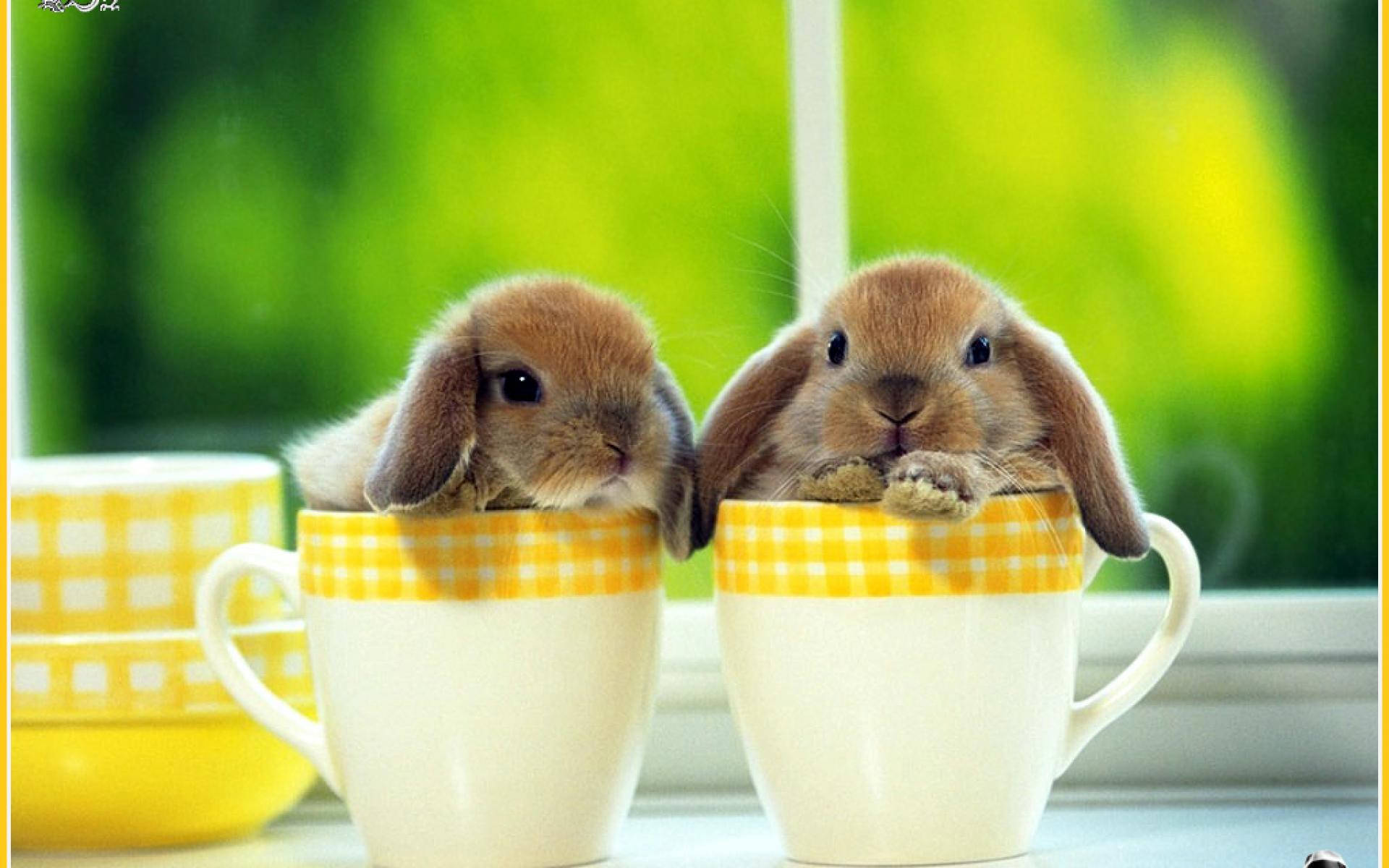 Mini Rabbits In Cups Wallpaper