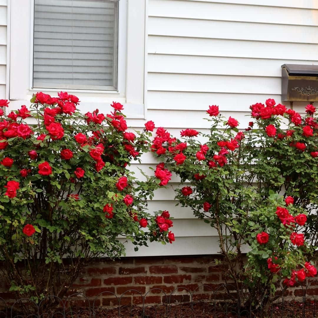 Vibrant Miniature Roses in Full Bloom Wallpaper