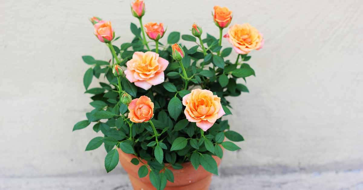 Vibrant Array of Miniature Roses Wallpaper