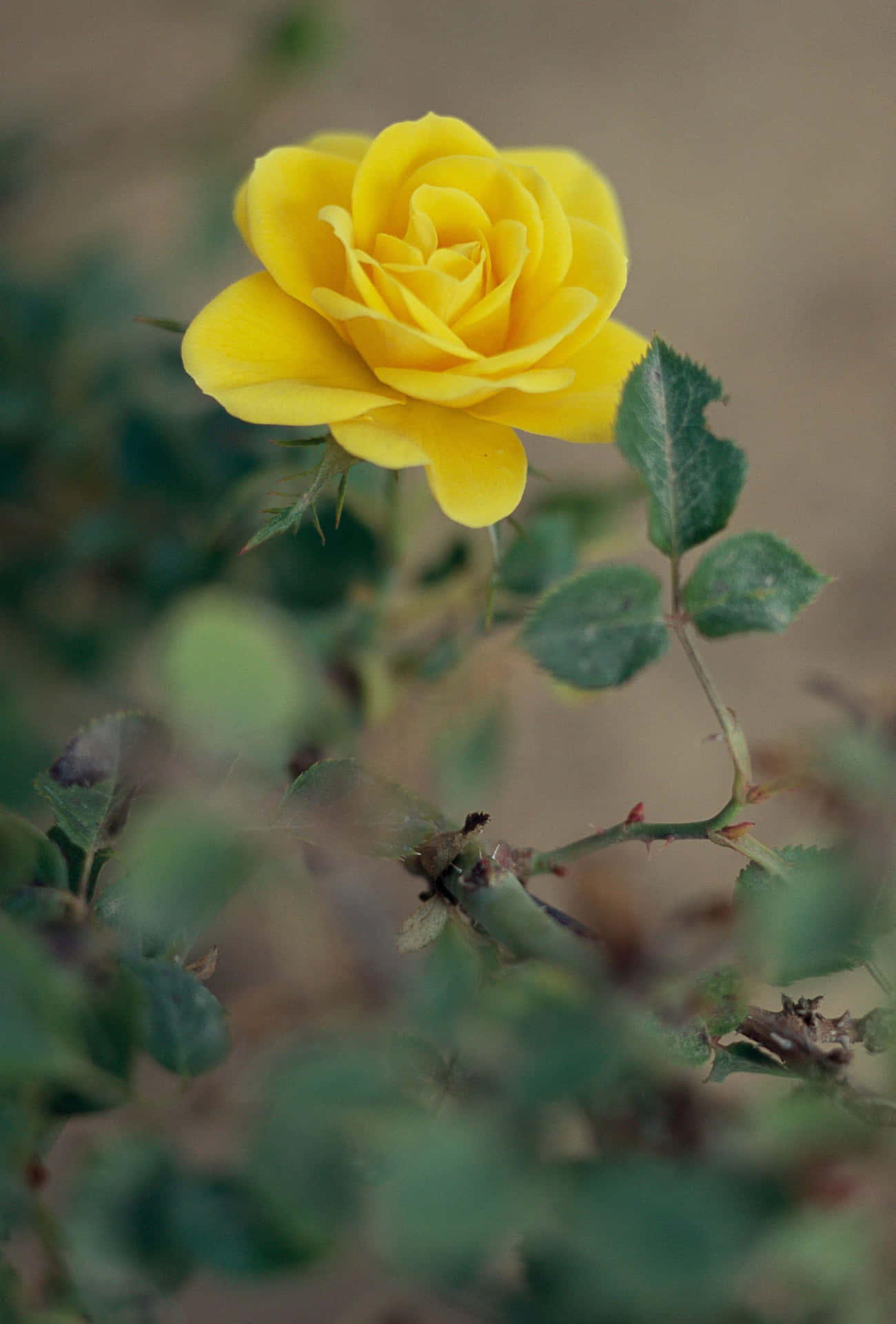 Beautiful Collection of Vibrant Miniature Roses Wallpaper