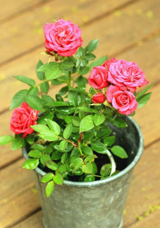Blooming Miniature Roses in a Vibrant Garden Wallpaper