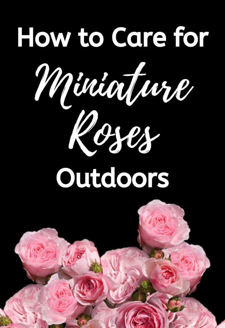 Download A Beautiful Bouquet of Miniature Roses Wallpaper | Wallpapers.com