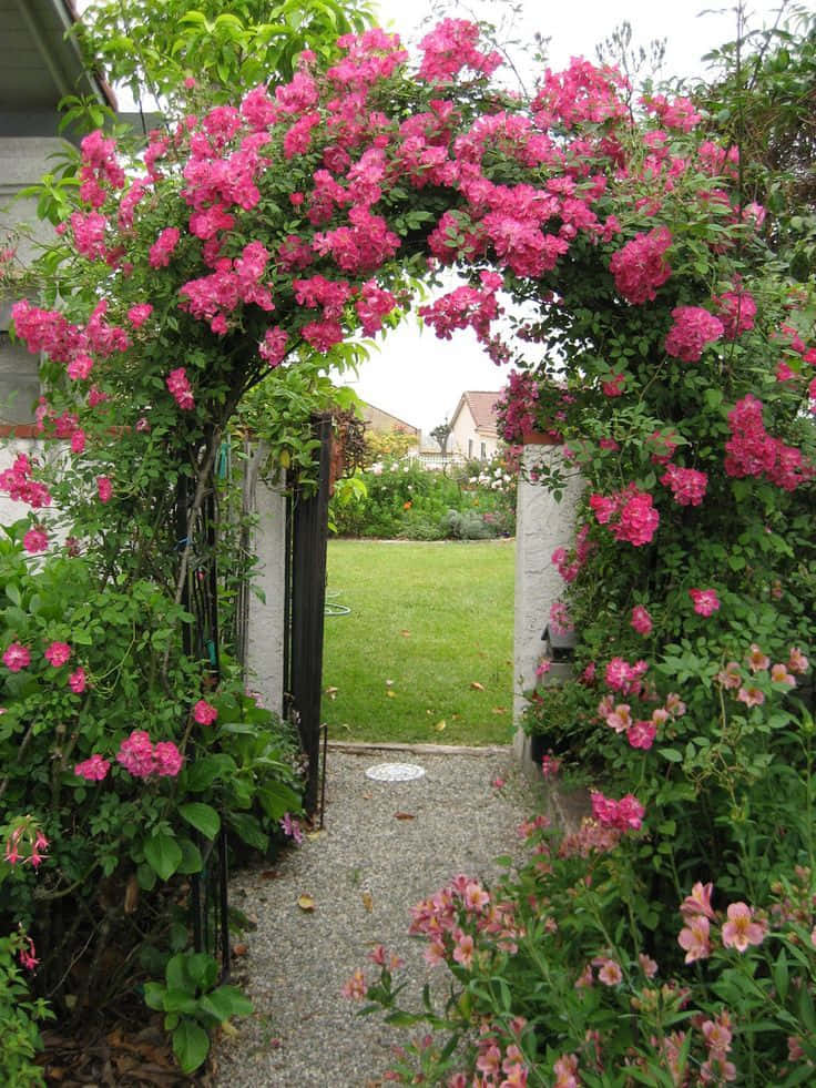 Caption: Elegant Miniature Roses in Full Bloom Wallpaper