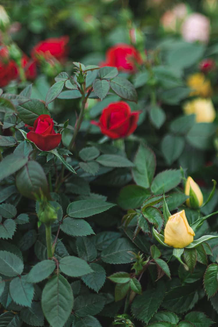 Delightful Miniature Roses in Full Bloom Wallpaper