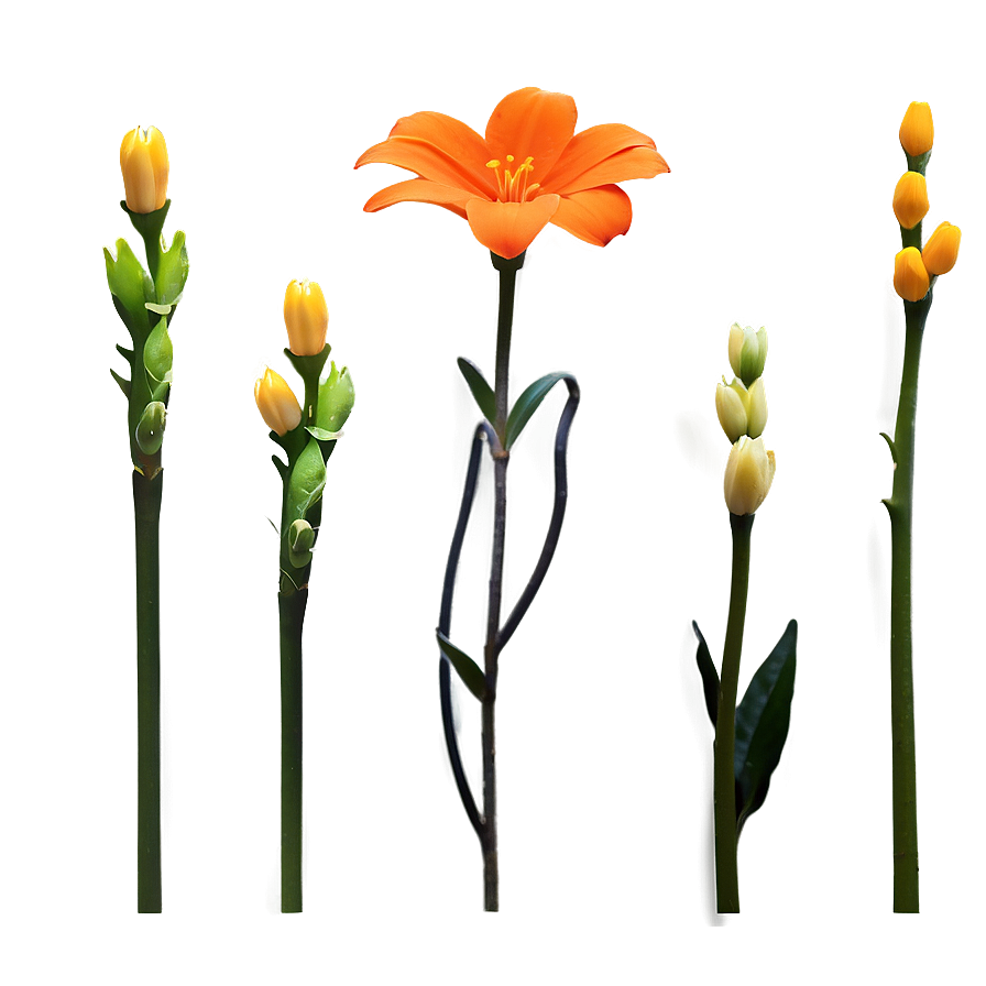 Minimal Orange Flower Png Vef46 PNG