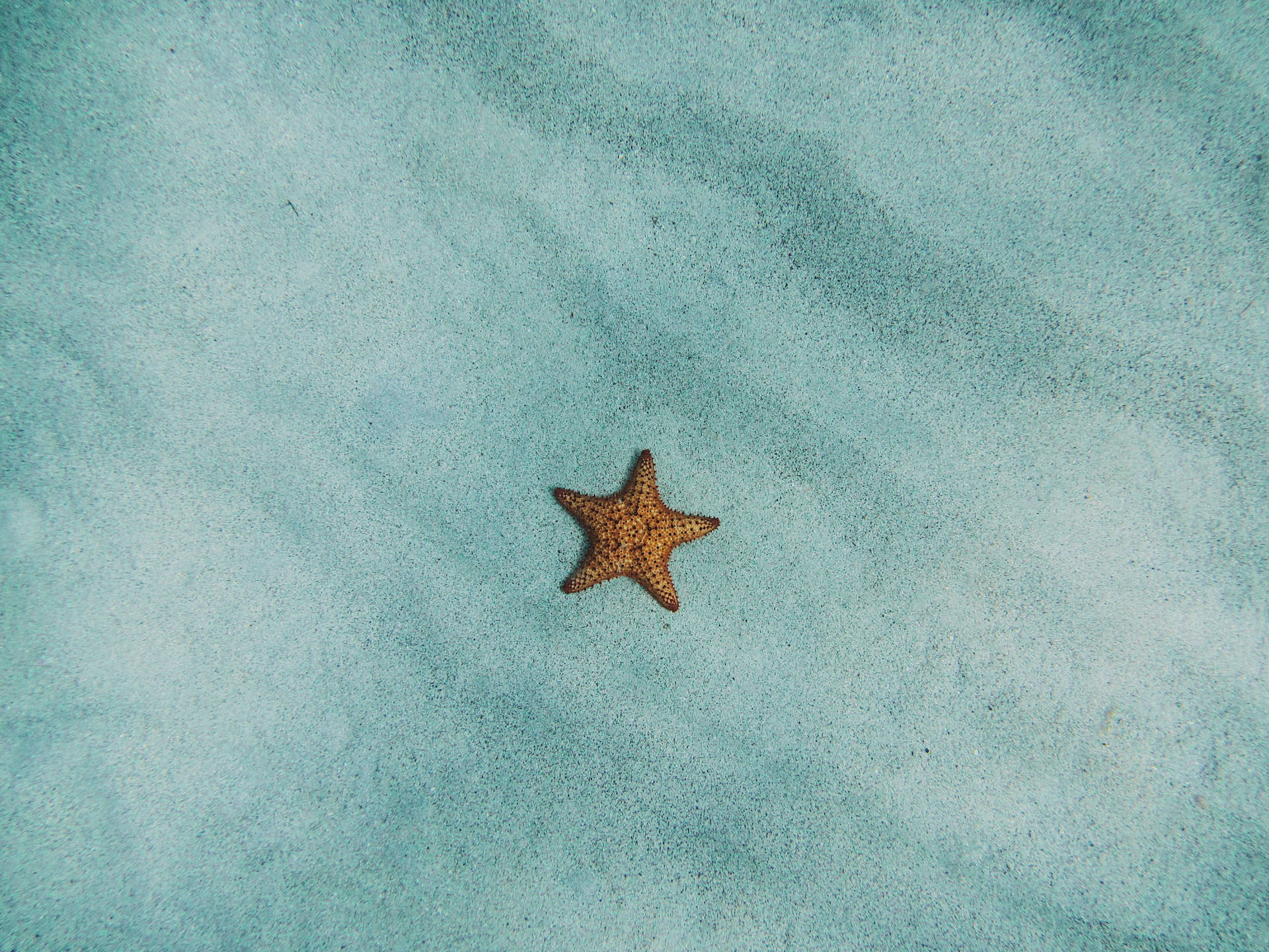 Minimal Starfish Google Meet Background Picture