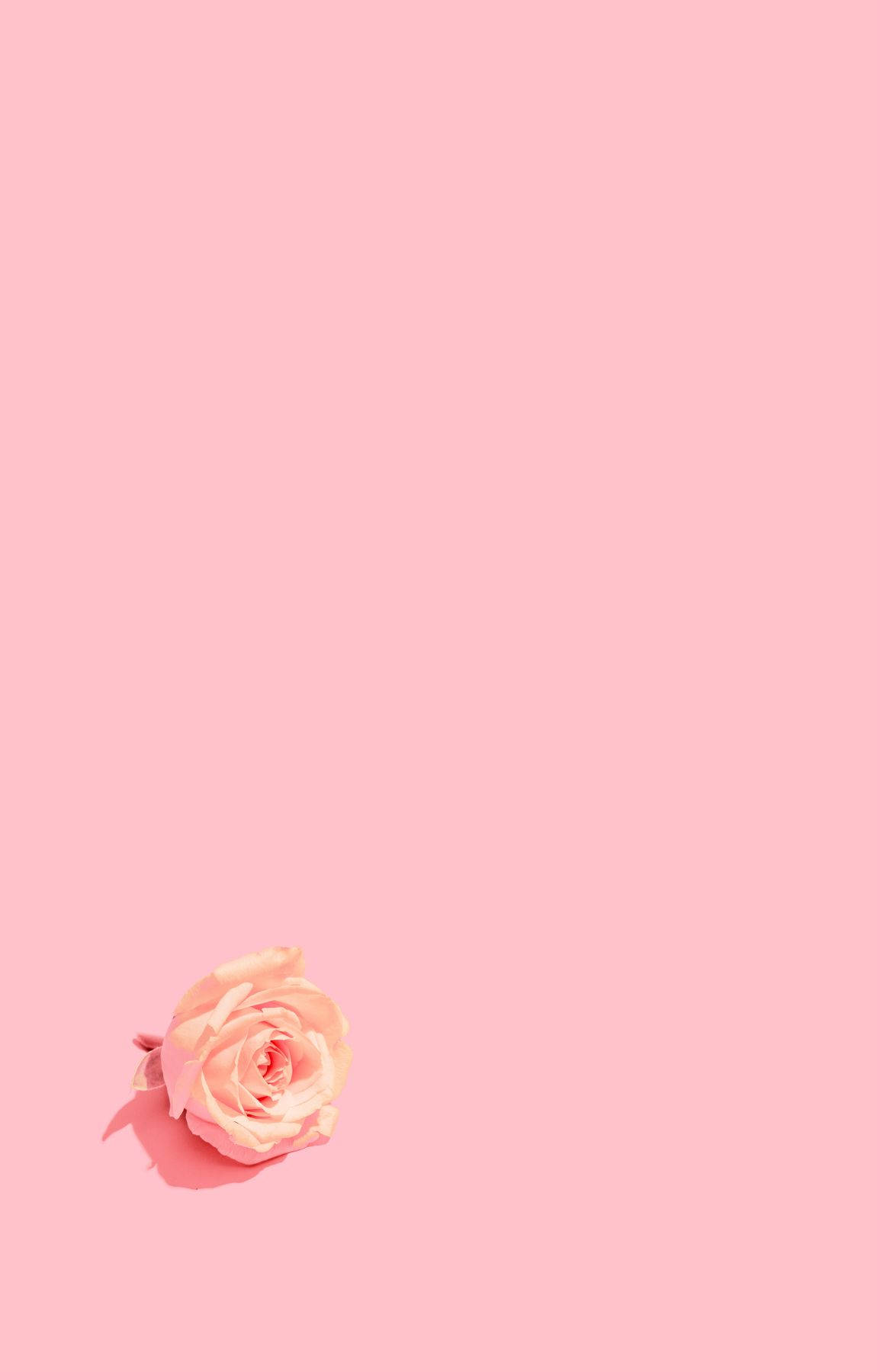 Download Minimalist Baby Pink Rose Flower Wallpaper 