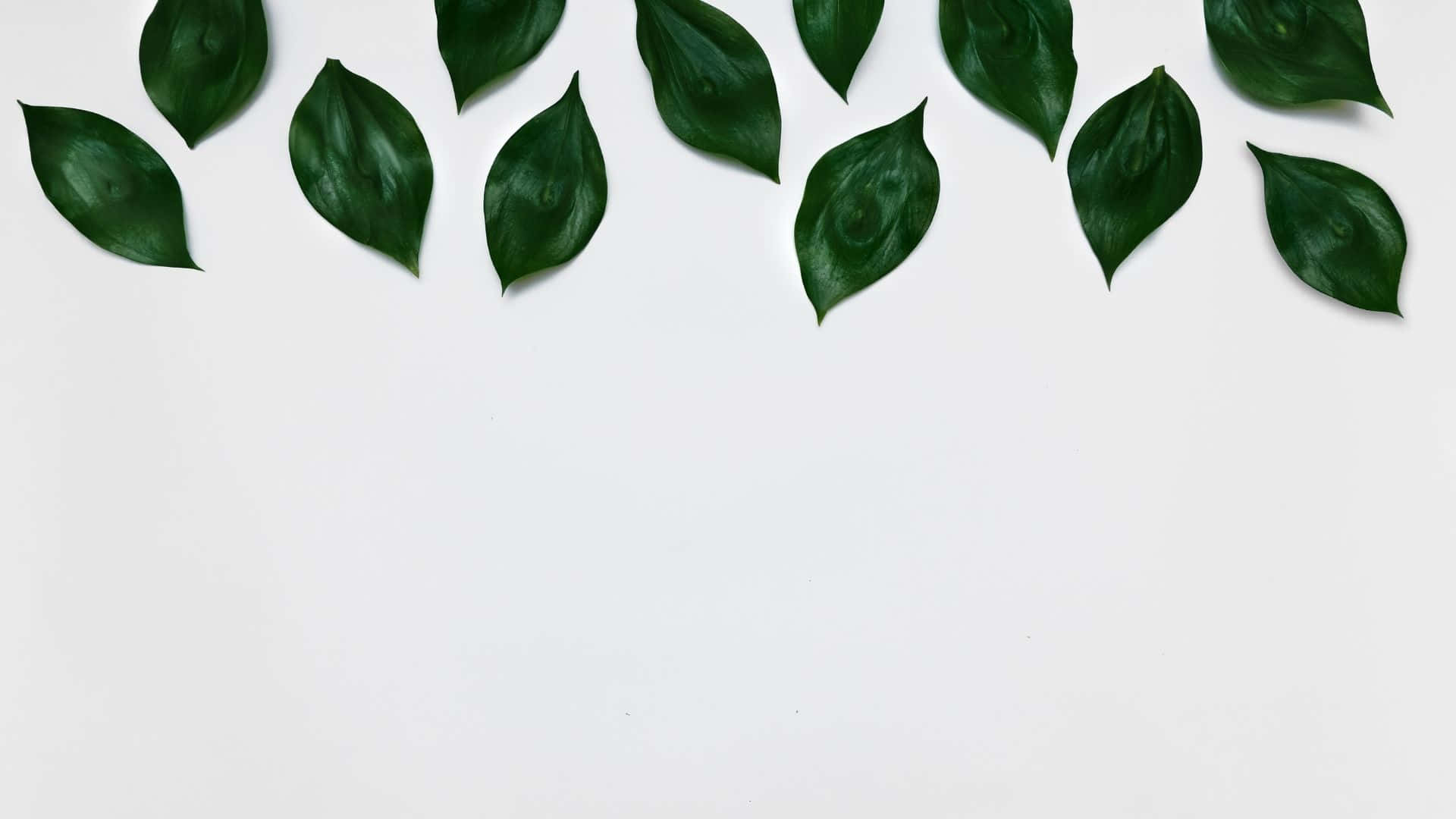 400+] Green Leaves Backgrounds