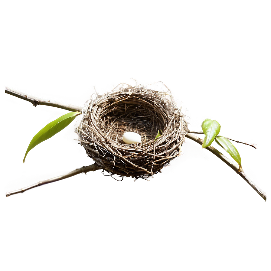 Minimalist Bird Nest Png 06212024 PNG