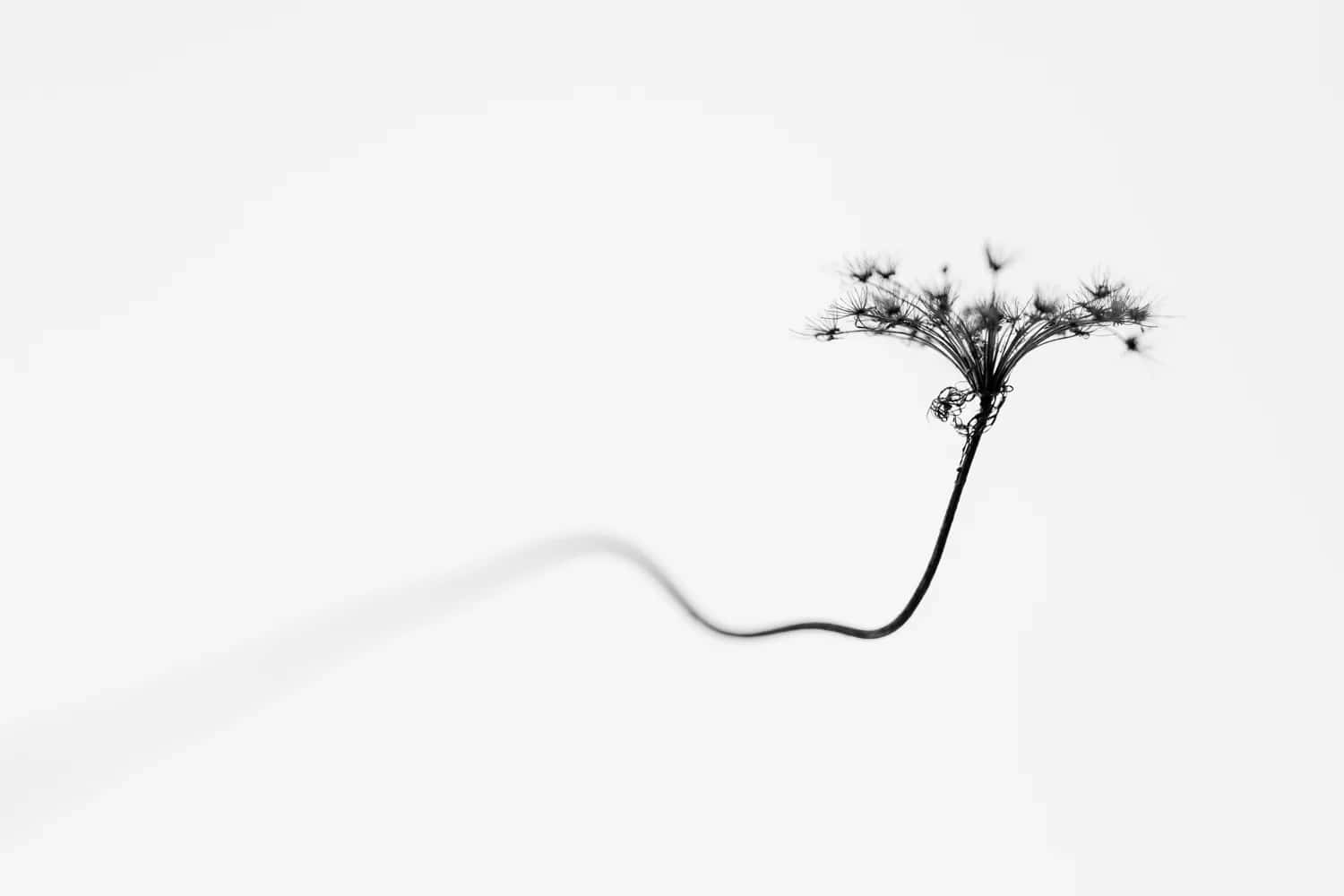 Minimalist Blackand White Flower Silhouette.jpg Wallpaper
