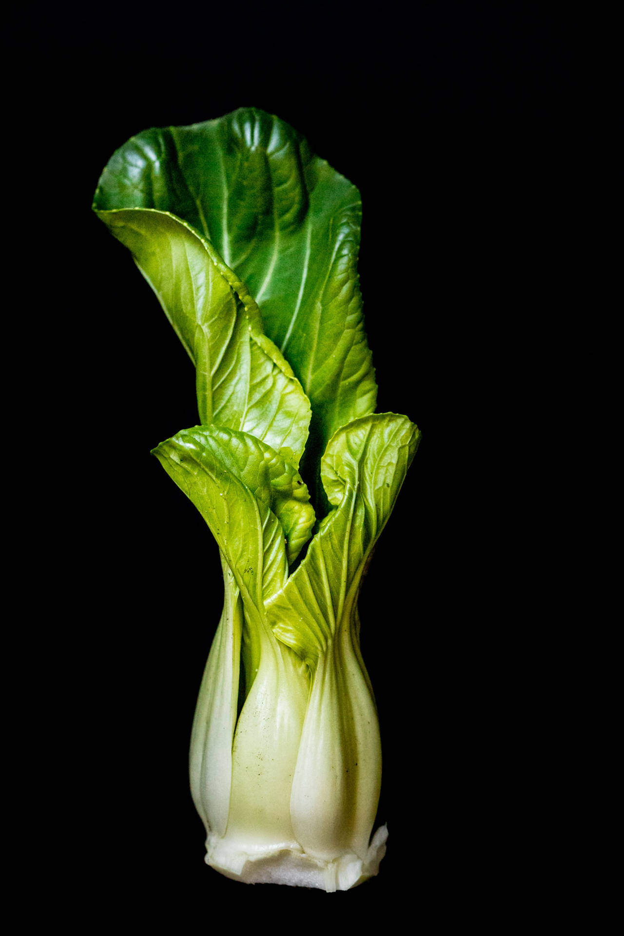 Fresh Bok Choy - Healthy Green Vegetable Wallpaper