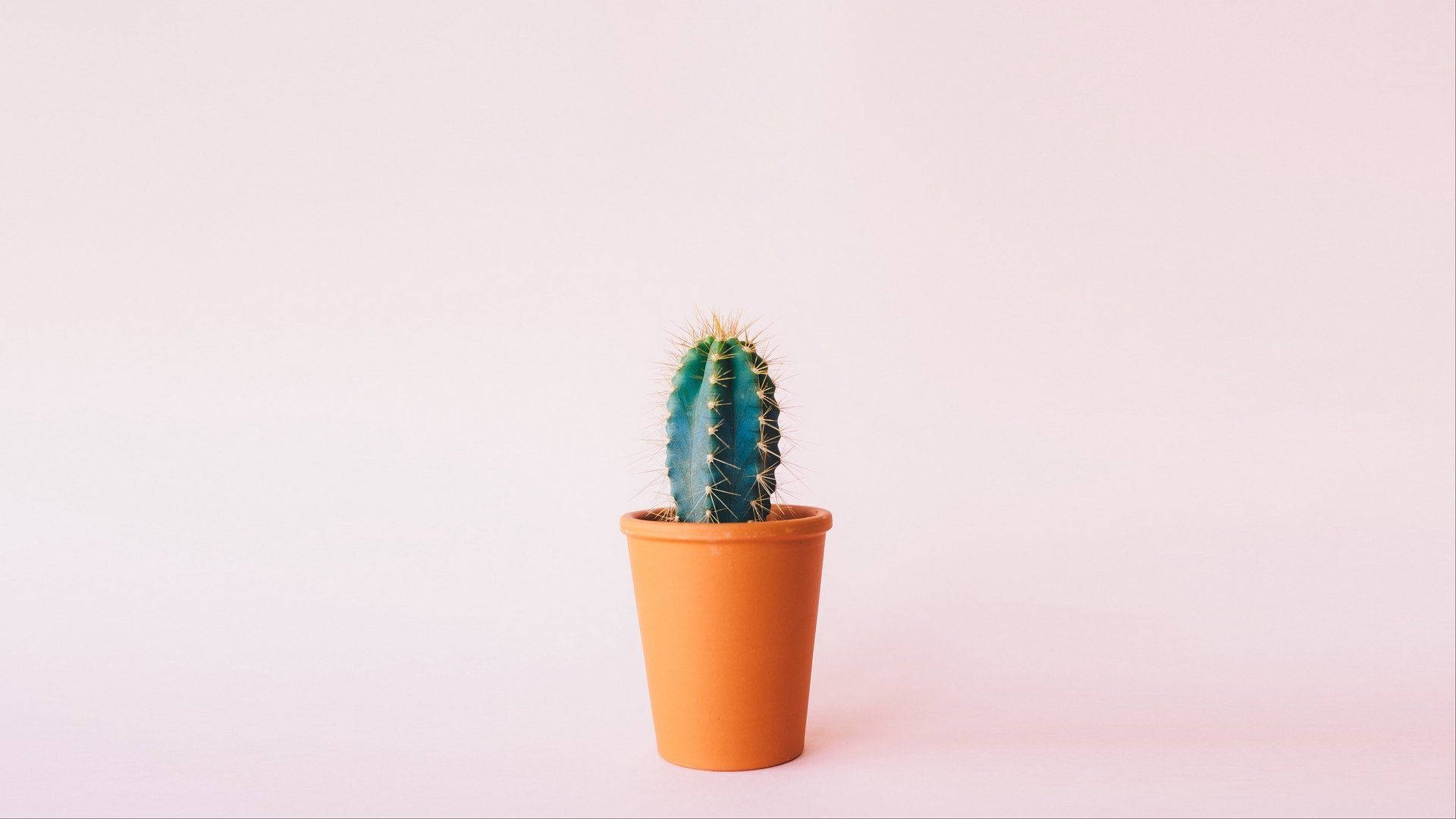 Minimalist Cactus On Pastel Background