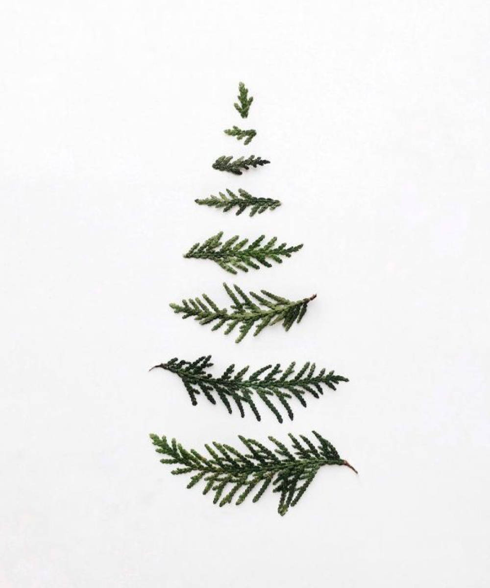 Minimalistisk Juleblade Træ På Hvid Fotovæg Tapet Wallpaper