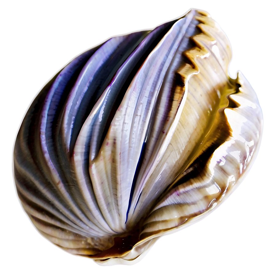 Minimalist Clam Icon Png 05242024 PNG