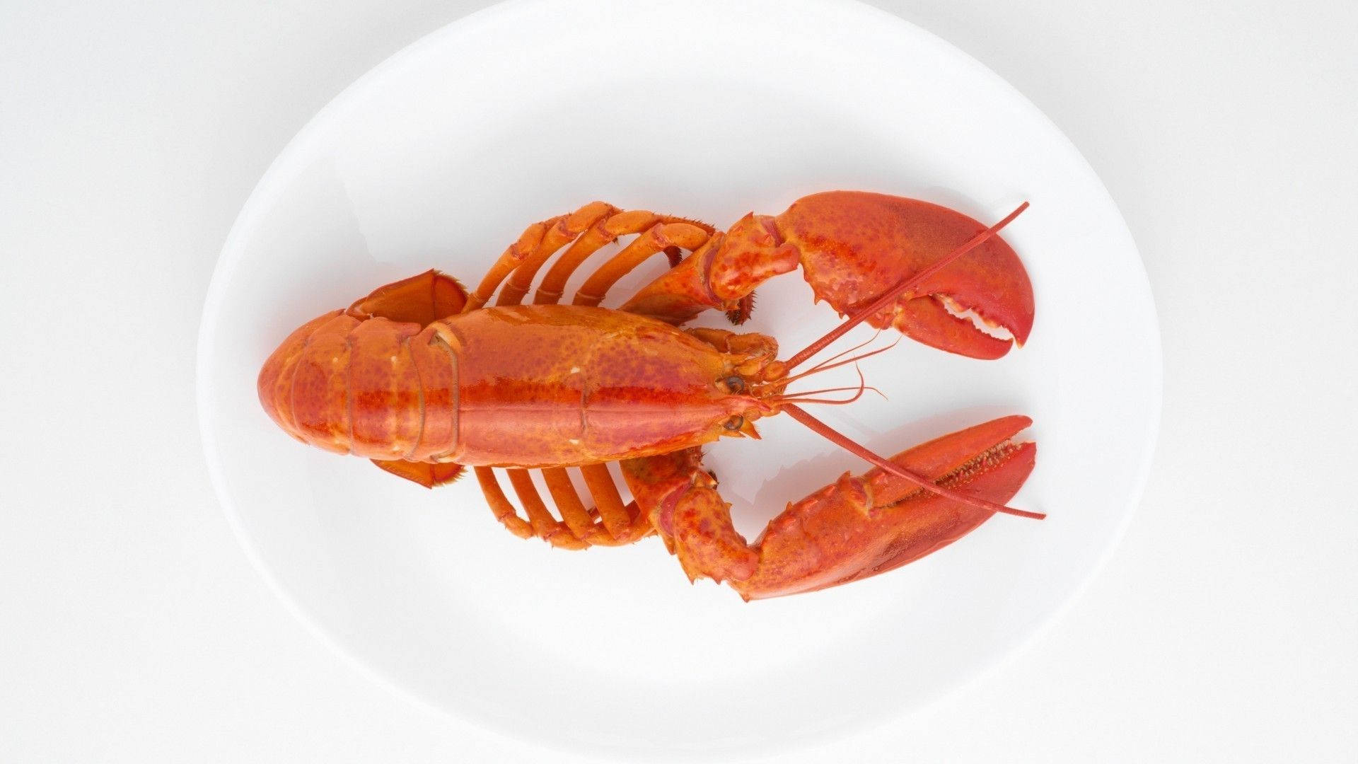Minimalist Cooked Lobster Wallpaper