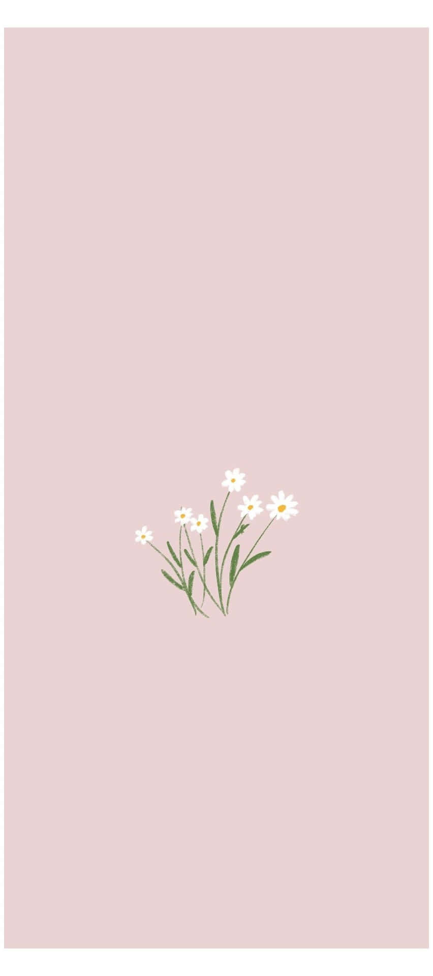 Minimalist_ Daisy_ Illustration_ Pink_ Background.jpg Wallpaper