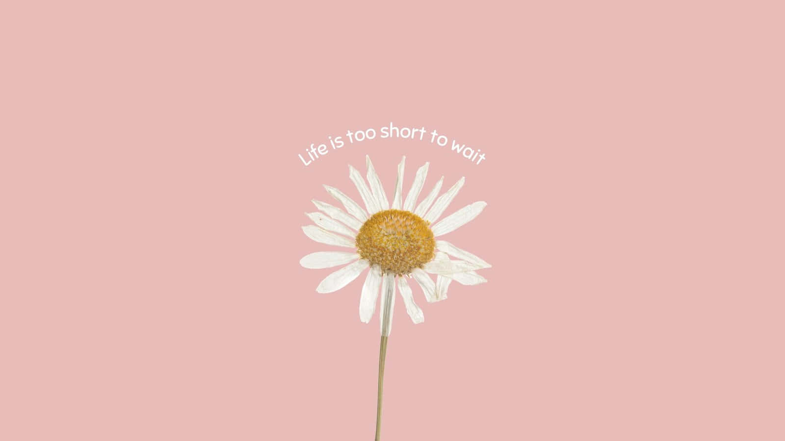 A White Daisy With The Words Life Is Too Short