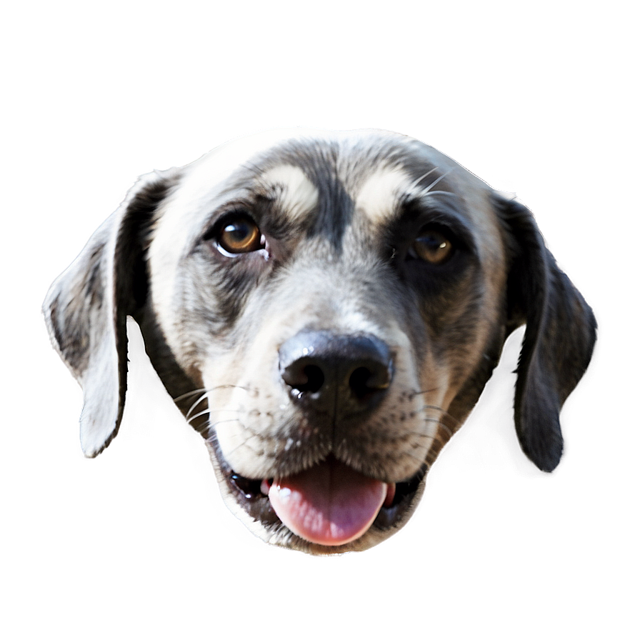 Minimalist Dog Face Design Png Khe51 PNG