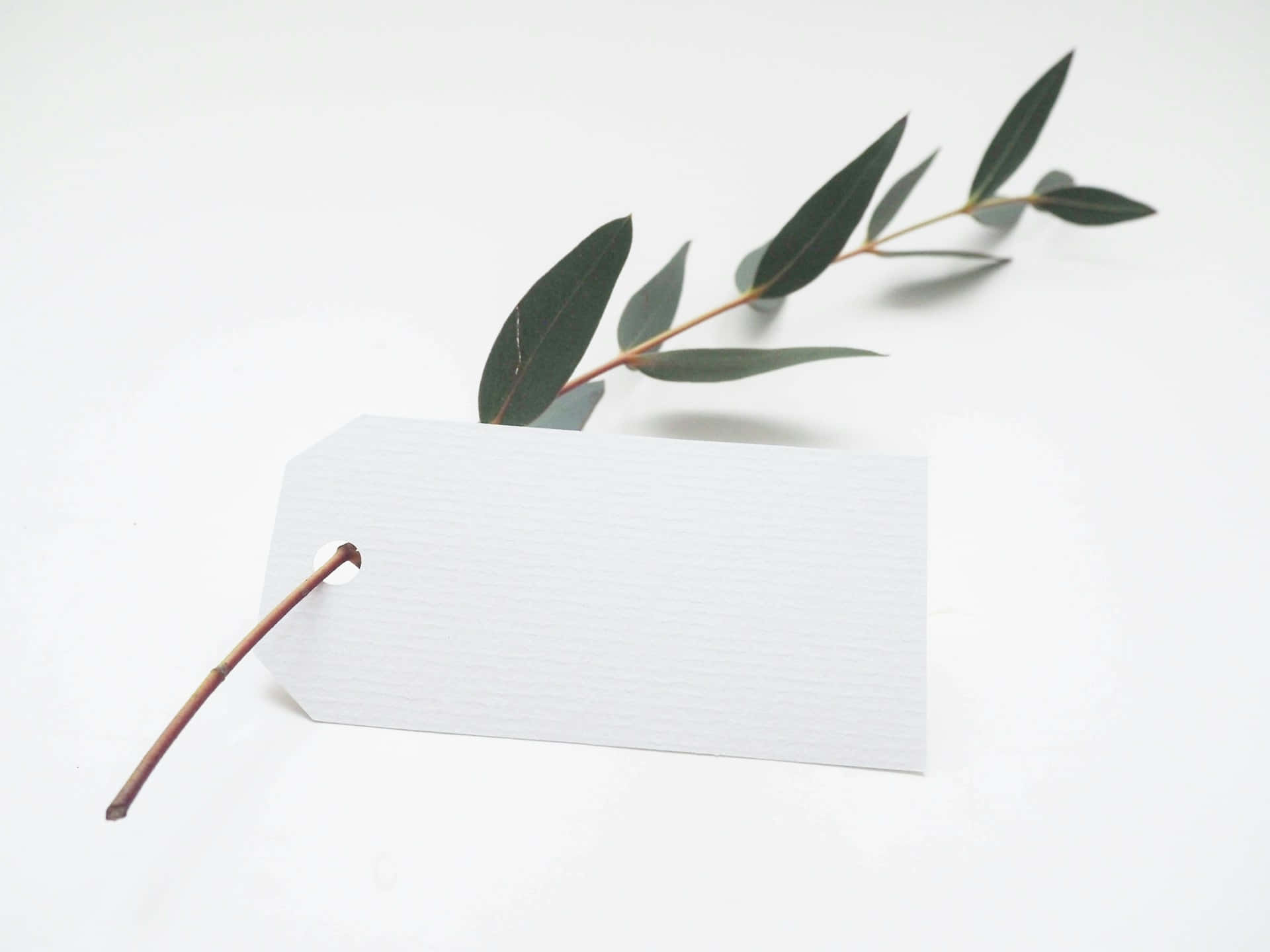 Minimalist Eucalyptus Branch White Background Wallpaper