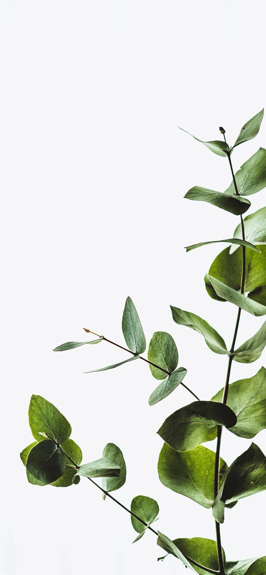 Minimalist Eucalyptus Leaves Wallpaper