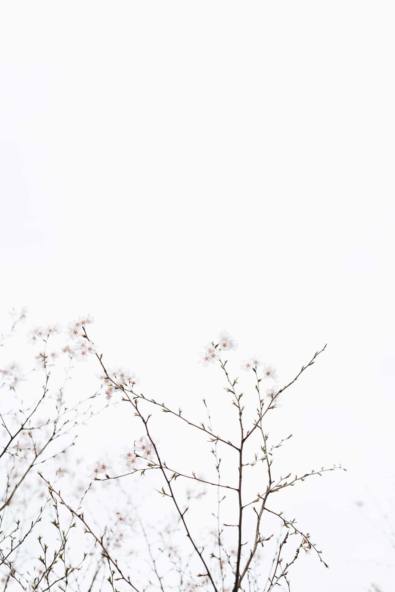 Minimalist Floral Branches White Backdrop Wallpaper