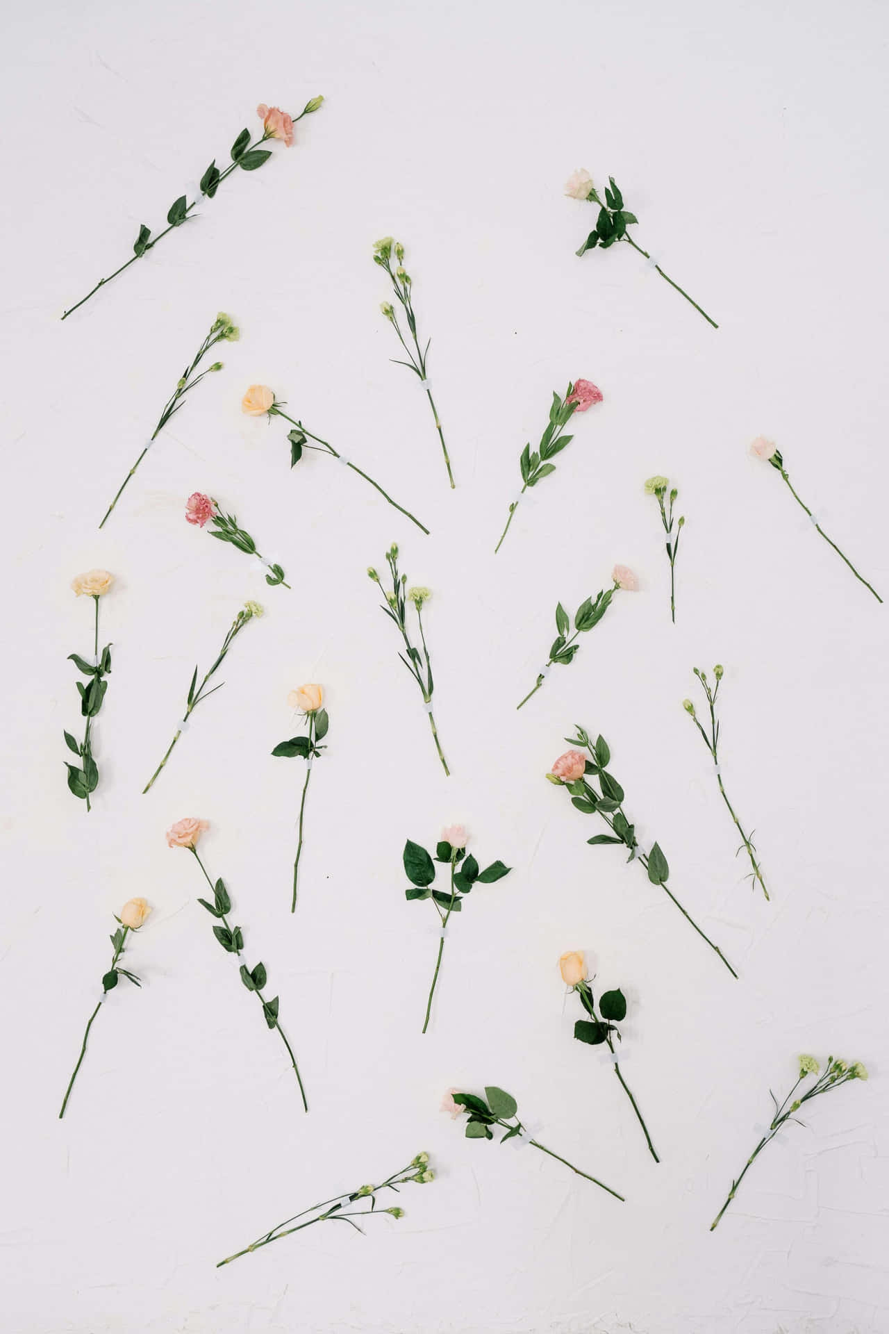 Minimalist_ Floral_ Spread.jpg Wallpaper