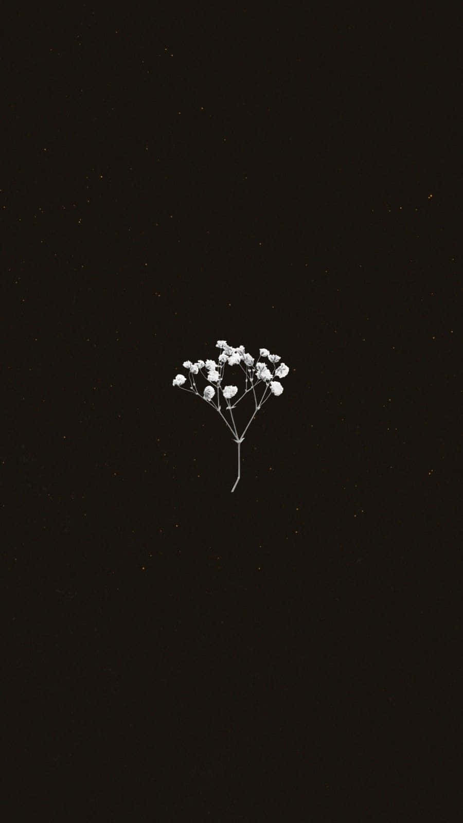Minimalist Floralon Dark Background.jpg Wallpaper