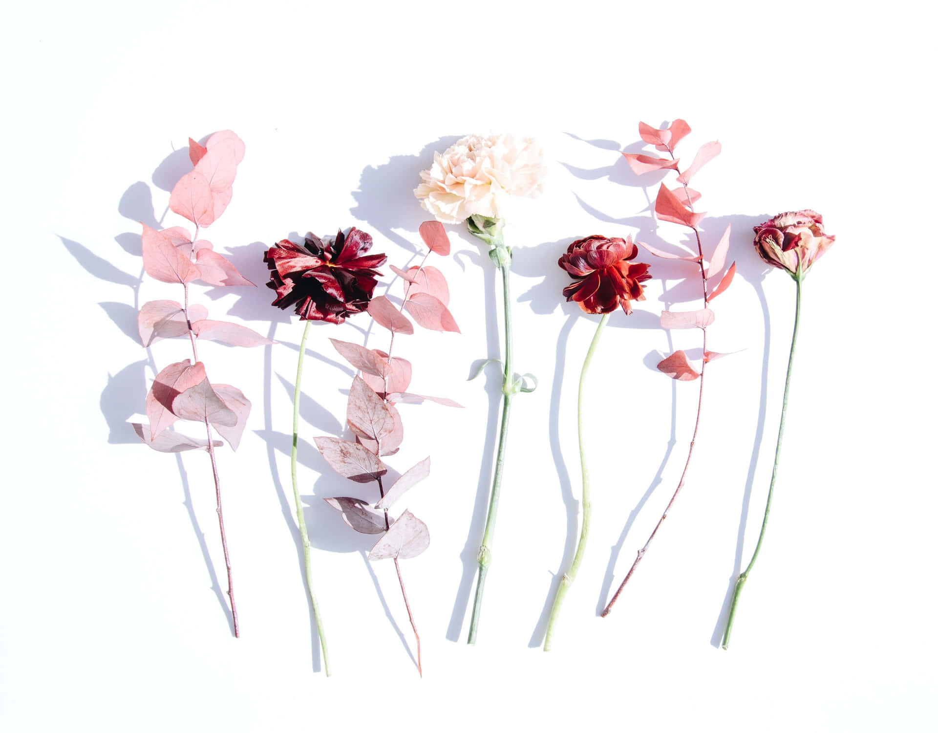 Take a Closer Look at this Minimalist Fine Art Flower Wallpaper