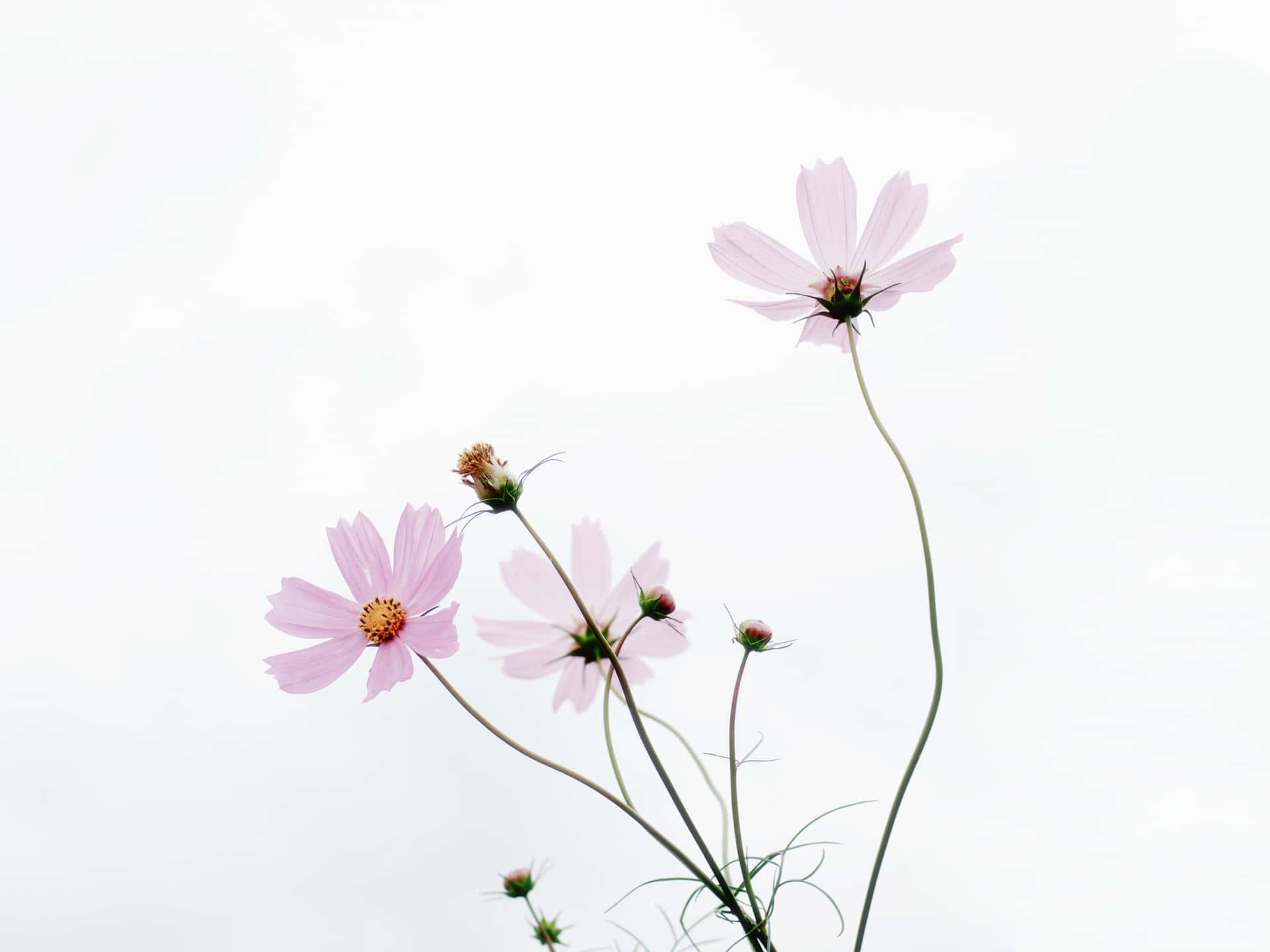 Eineillustration Einer Minimalistischen Blume Wallpaper