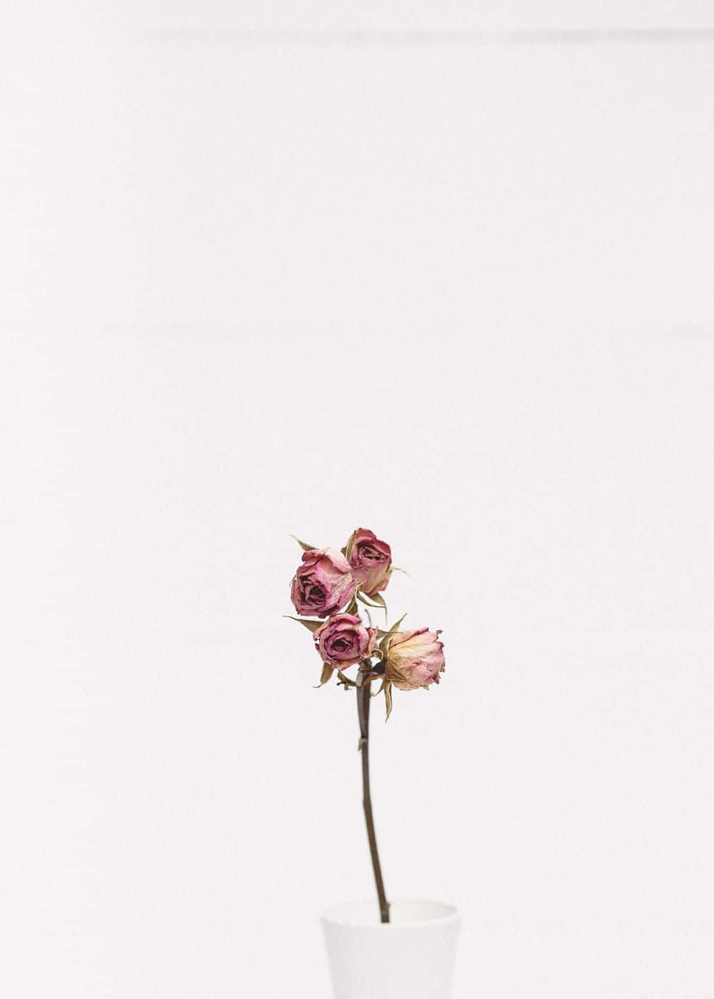 Minimalistischeblume In Einer Vase Wallpaper