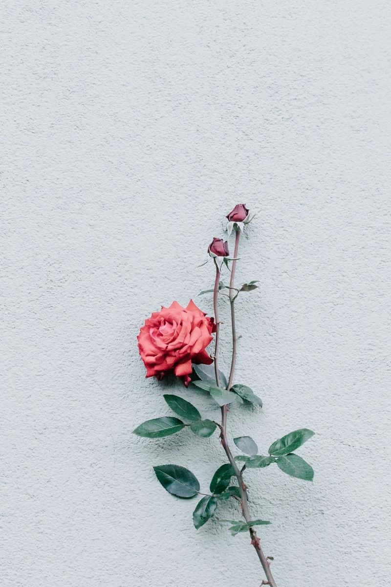 Minimalist Red Rose Flower Wallpaper