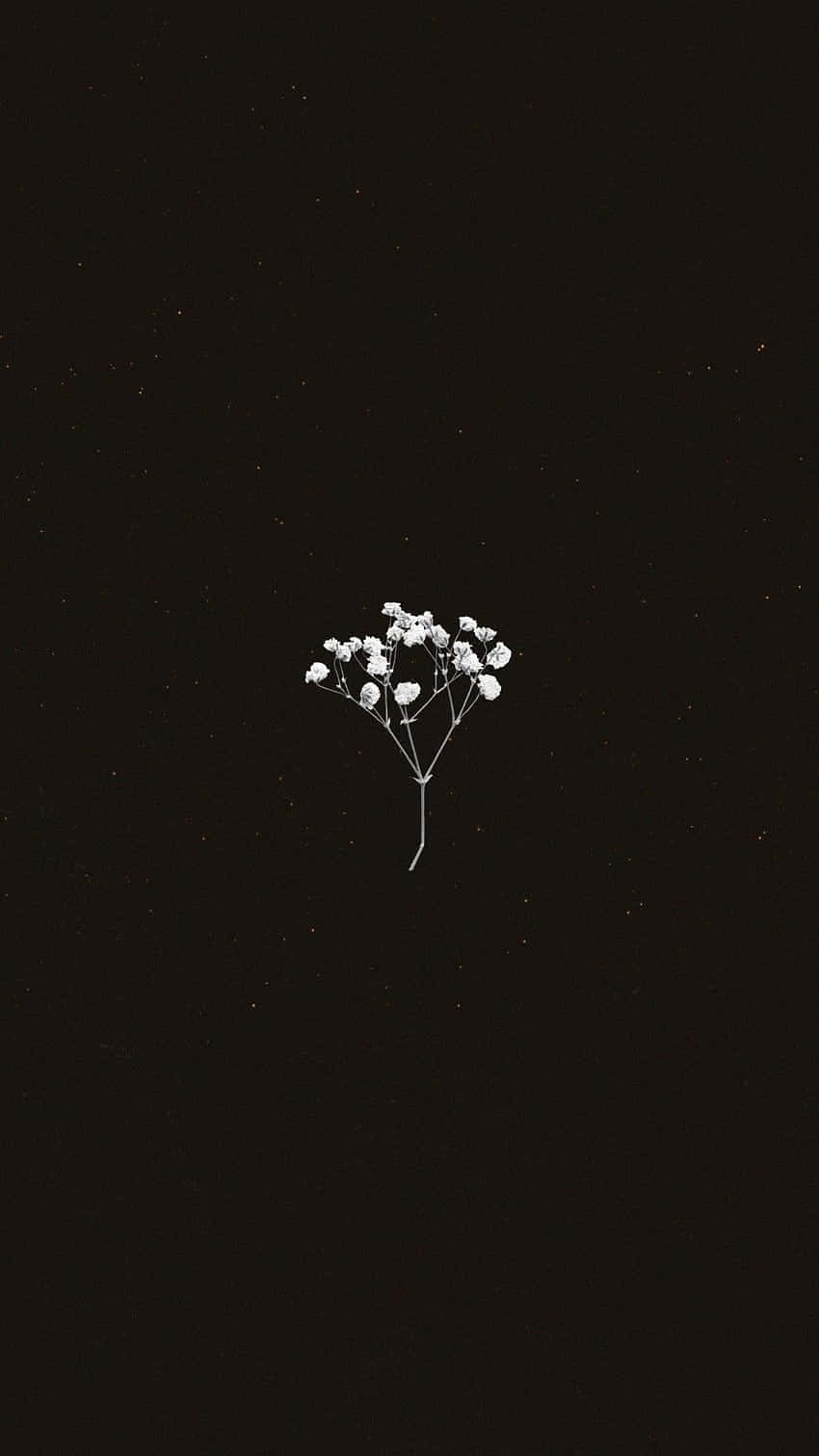 Minimalist Flower Against Dark Background.jpg Wallpaper