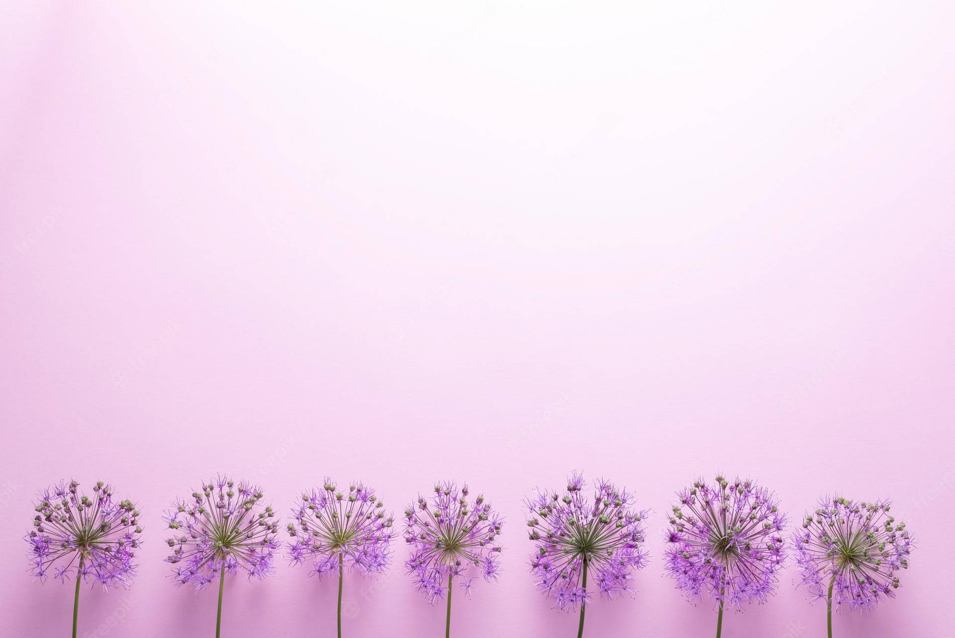 Purple Minimalist Flower Computer Wallpaper