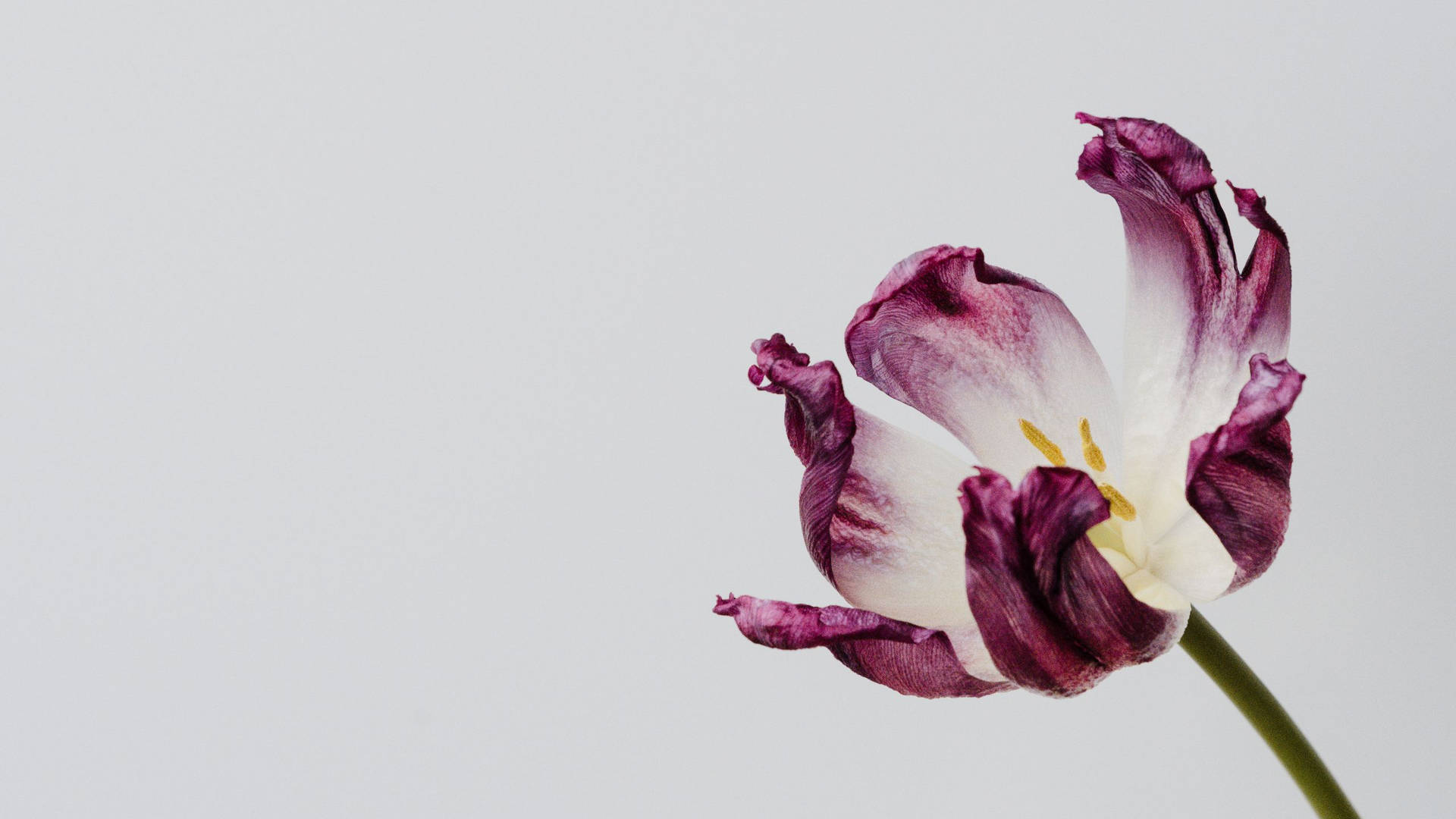 Et lilla tulipan er i et vase mod en hvid baggrund Wallpaper