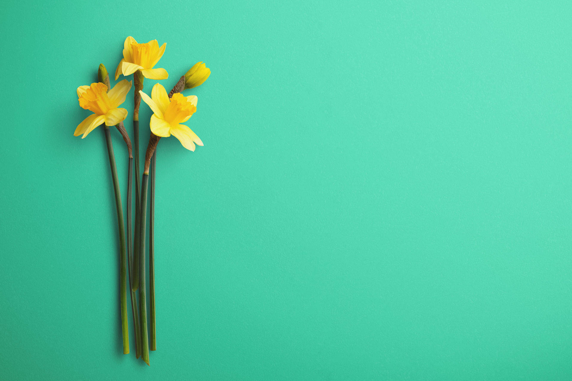 Daffodils Minimalist Flower Computer Wallpaper
