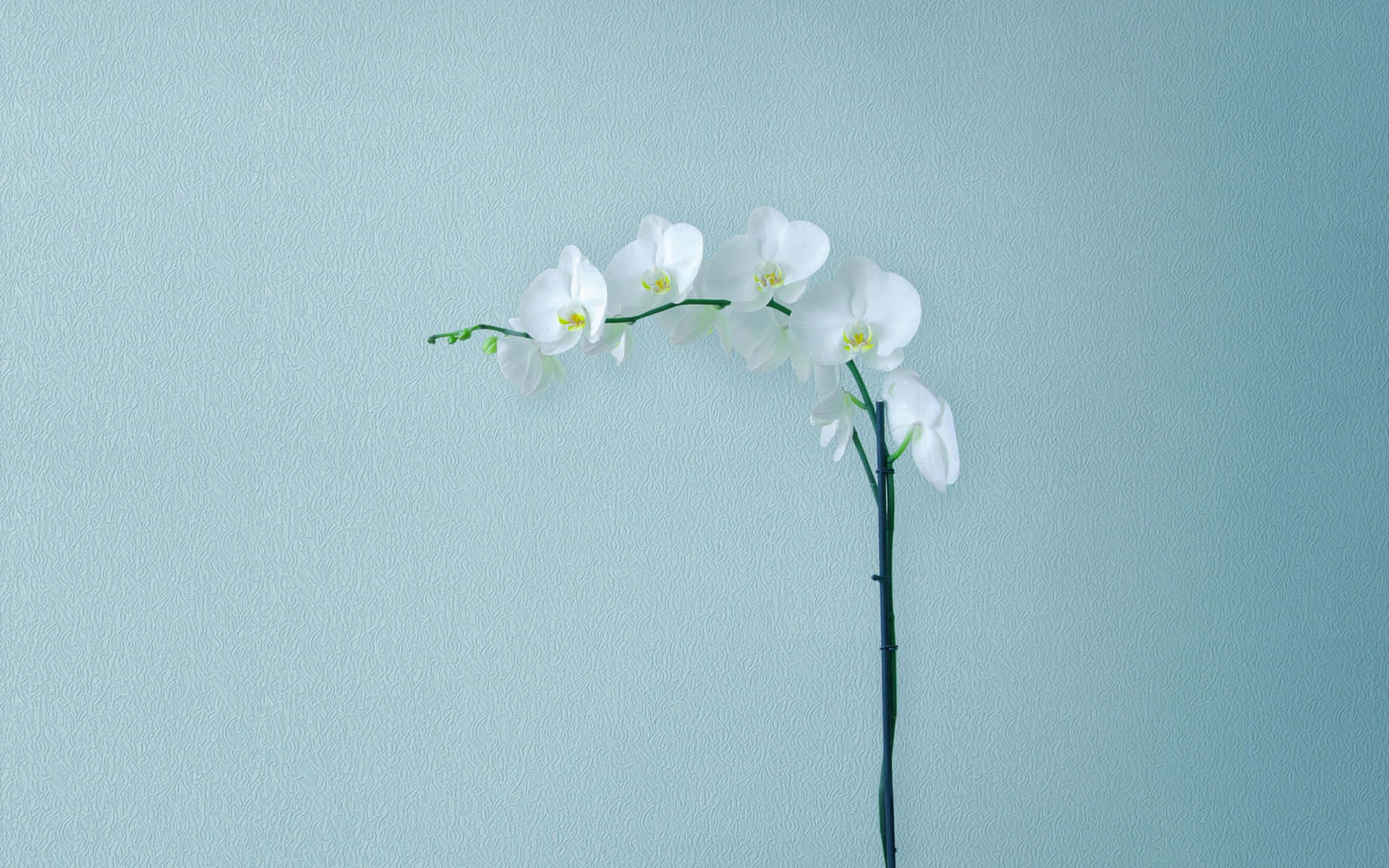 The beauty of minimalism - simple yet powerful Wallpaper