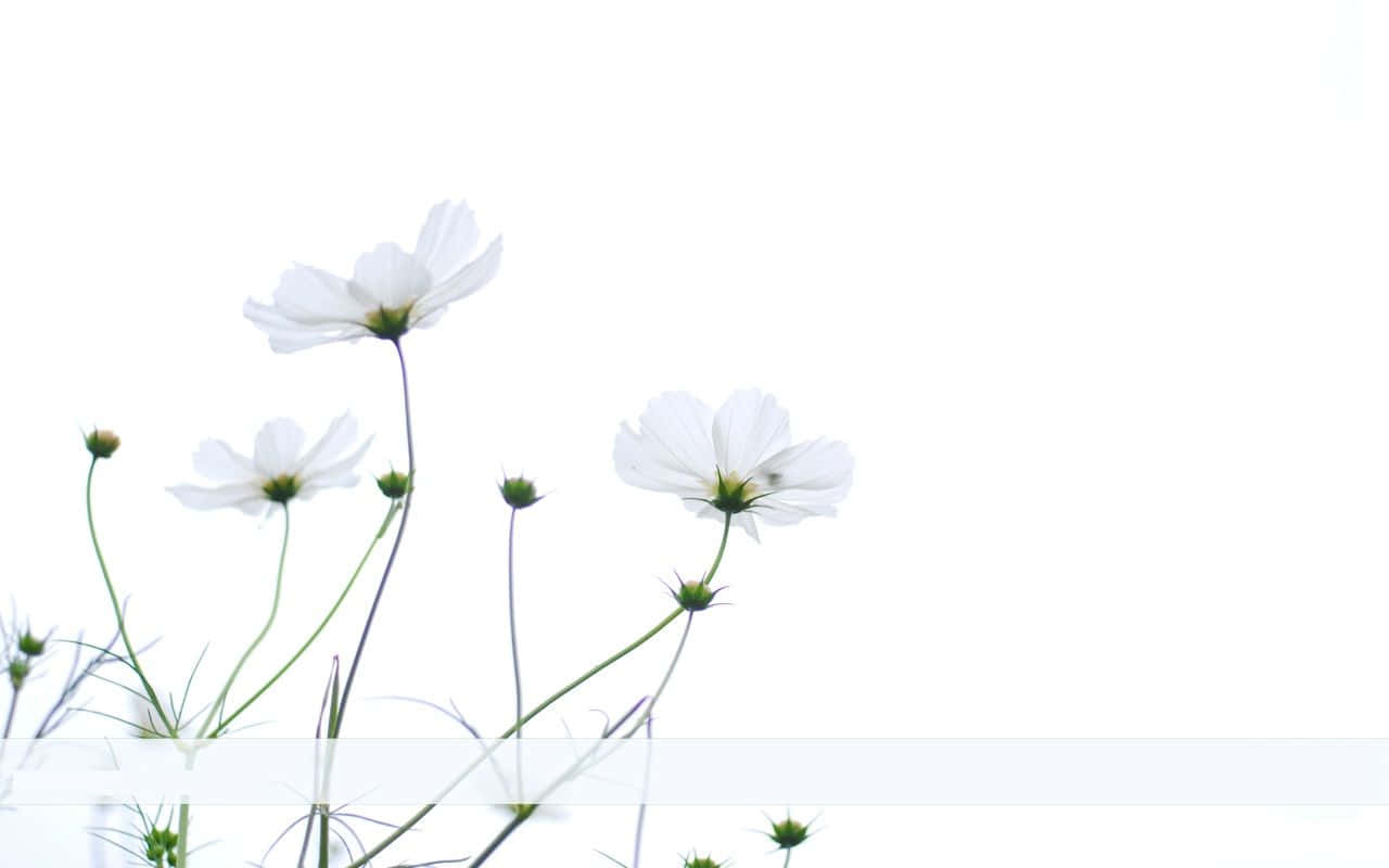 Minimalist White Cosmos Flower Wallpaper