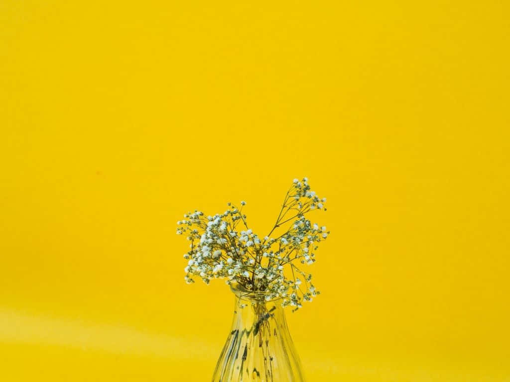 Fondode Pantalla Minimalista Con Flores De Gypsophila Blancas. Fondo de pantalla