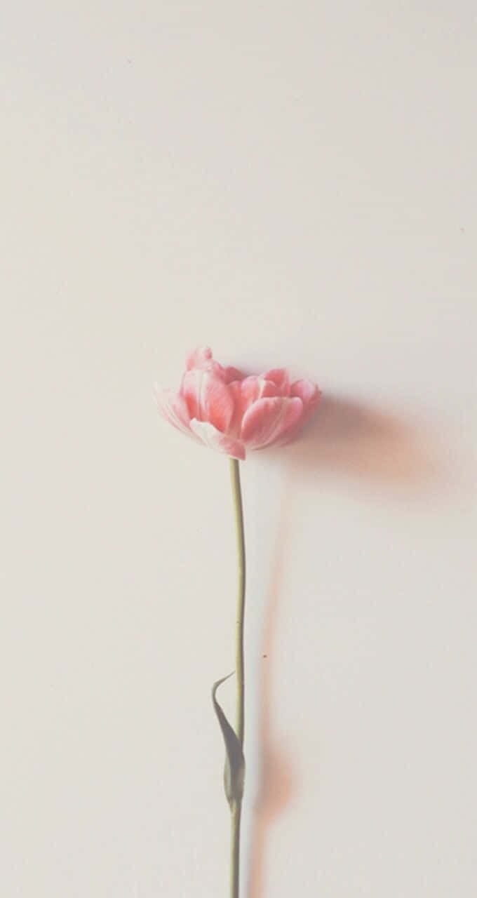 Minimalistischerosa Rosenblume. Wallpaper